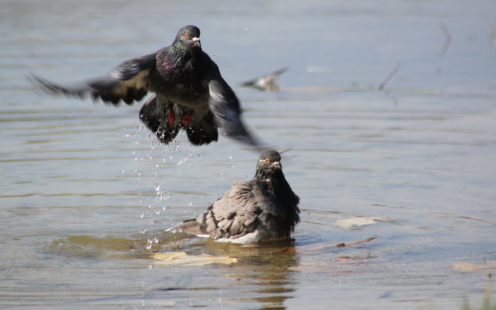 Фотографія Животные / Александр / photographers.ua