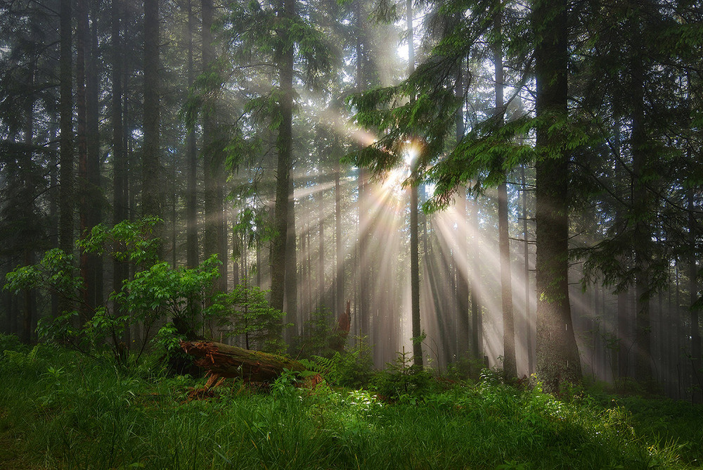 Фотографія Магія горганських лісів / brum-brum (Пономаренко Ганна) / photographers.ua