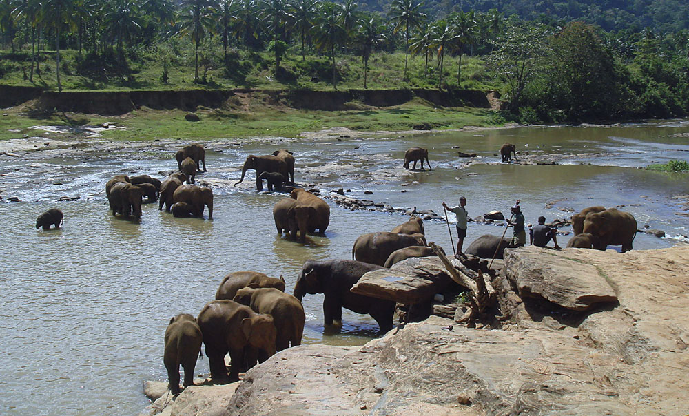 Фотографія Слоновий питомник в Шри-Ланке / Елена Семёнова / photographers.ua