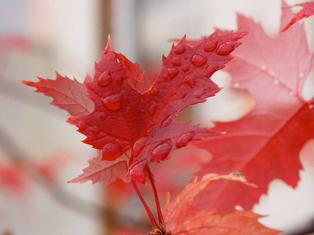 Фотографія **** / Константин Диордиев / photographers.ua