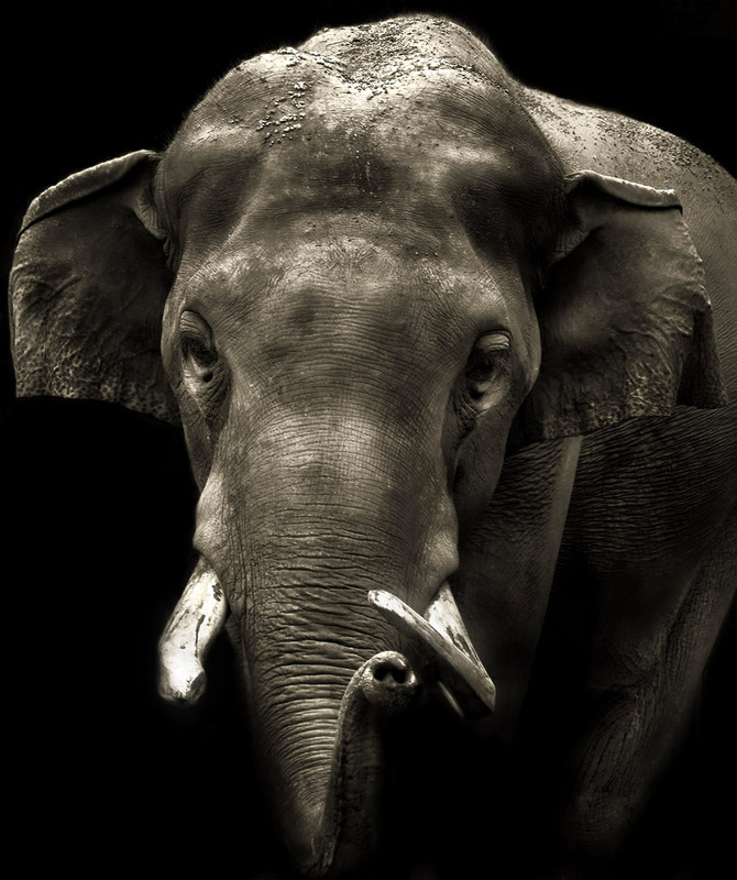 Фотографія Все те же лица (Слон, дубль два) / Андрей Жигарев / photographers.ua