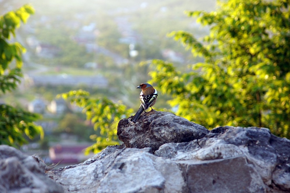 Фотографія *** / Зарудная Дарья / photographers.ua
