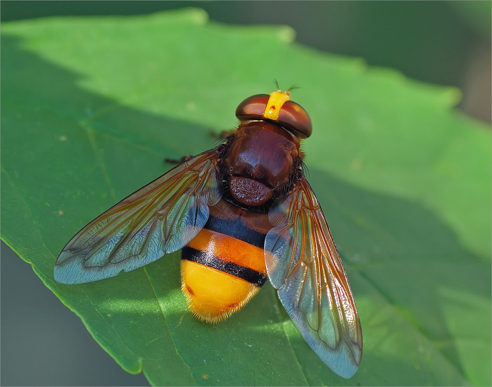 Фотографія Цветочная муха... / Валерий Андреевич / photographers.ua