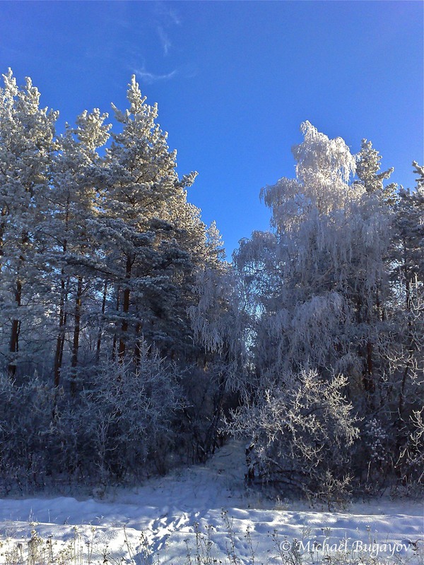 Фотографія Зимний день в лесу / bmv / photographers.ua