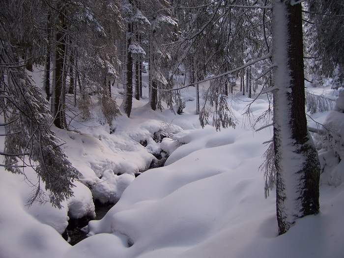 Фотографія Карпатська   зима. / Robert / photographers.ua