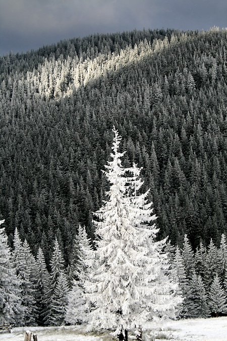 Фотографія Зима  в  горах. / Robert / photographers.ua