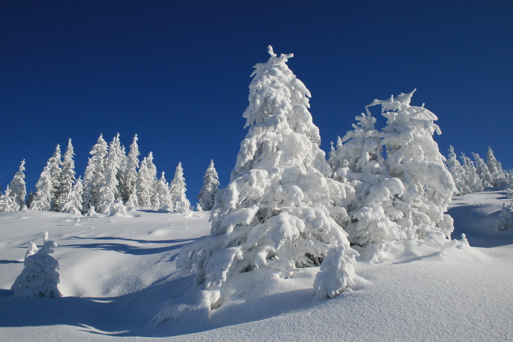 Фотографія Фантазия  зимы. / Robert / photographers.ua