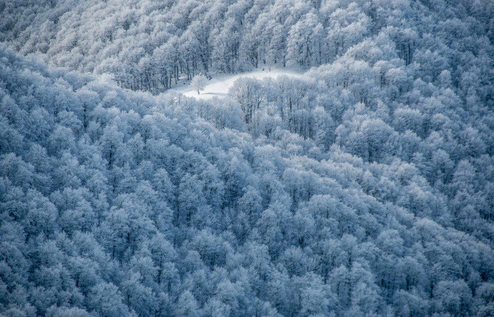 Фотографія Лісова  поляна... / Robert / photographers.ua