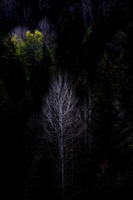 Фотографія Містичний ліс... / Robert / photographers.ua