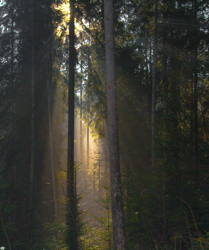 Фотографія Ранок  в лісі. / Robert / photographers.ua