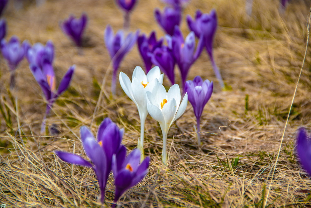 Фотографія Весна.. / Robert / photographers.ua