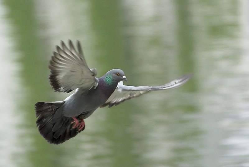 Фотографія летючий птиц / ser p / photographers.ua