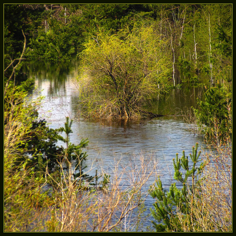 Фотографія Вербна неділя... / Ryuha / photographers.ua