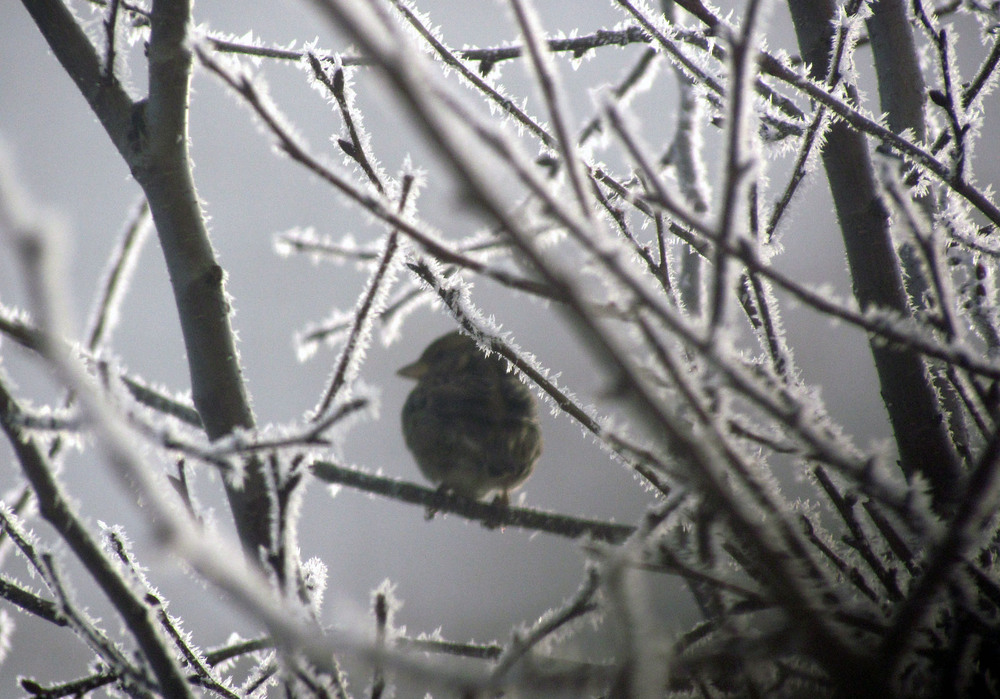 Фотографія Животные / Ryuha / photographers.ua