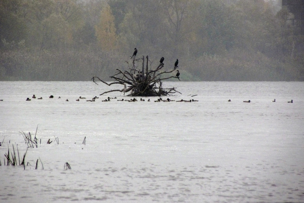 Фотографія Хай баклан! ... усі гукнули за атАмана будЕ..! / Ryuha / photographers.ua