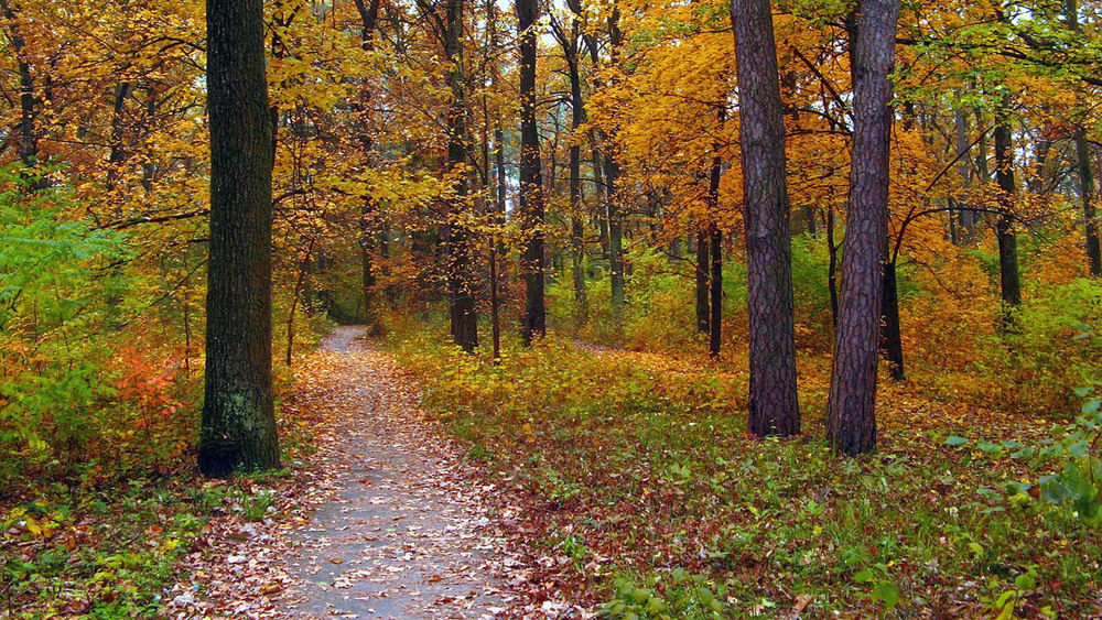 Фотографія Жовтень (на заставку) / Ryuha / photographers.ua