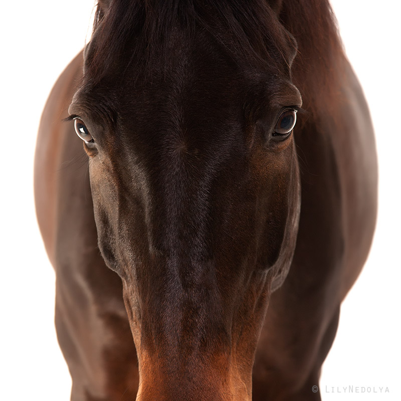 Фотографія horses / Лилия Недоля / photographers.ua