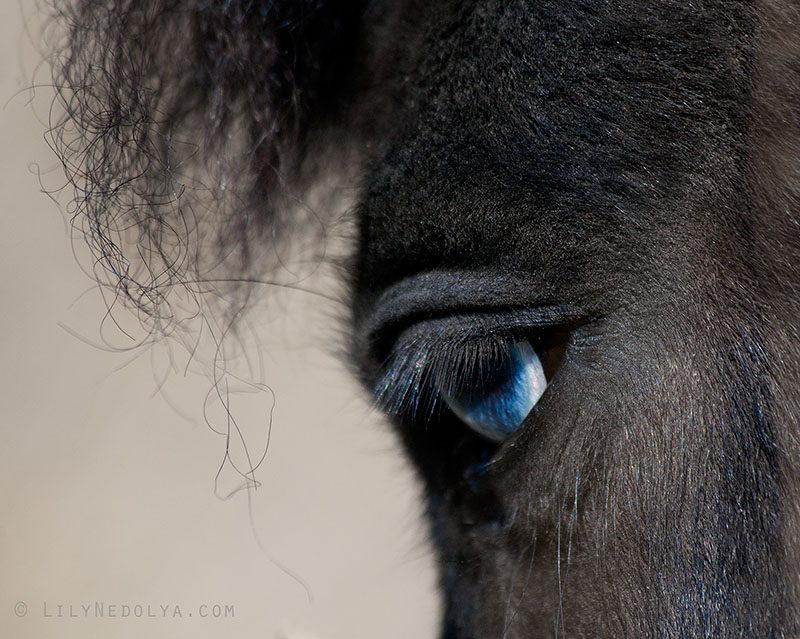 Фотографія Небесный конь / Лилия Недоля / photographers.ua