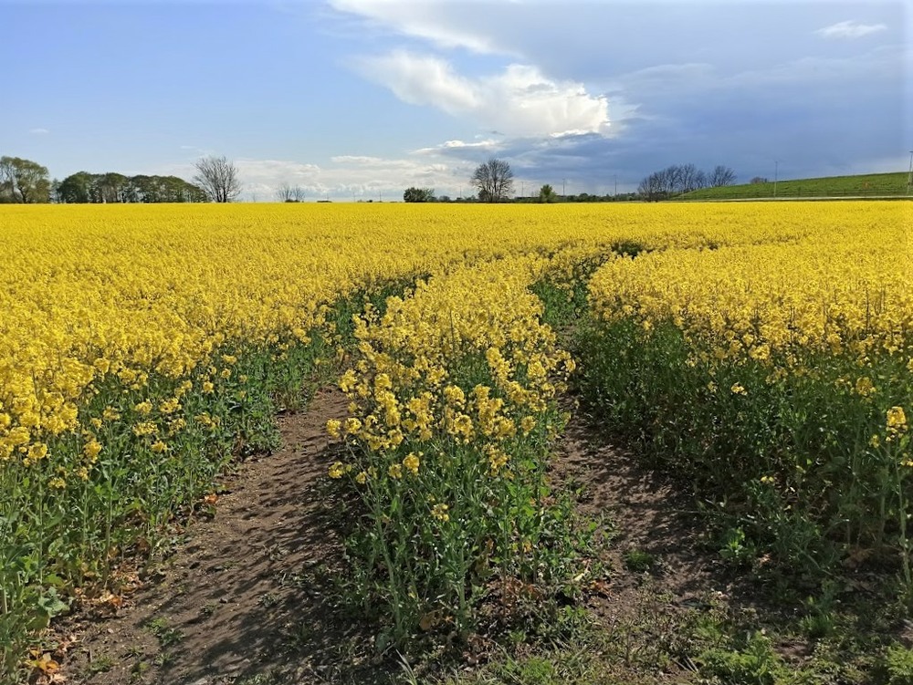 Фотографія Skåne Rapeseed Field, Sweden / Хелена Томассон / photographers.ua