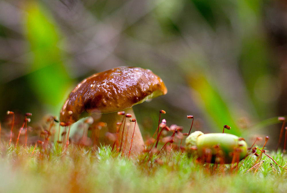 Фотографія mushrooms / Jurijs Suhodolskis / photographers.ua
