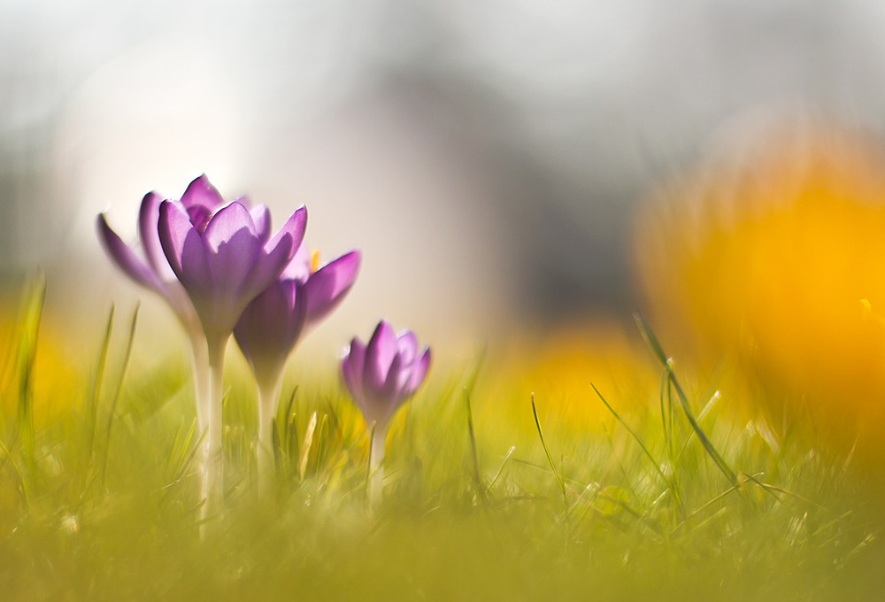 Фотографія весна...весна...весна... / Jurijs Suhodolskis / photographers.ua