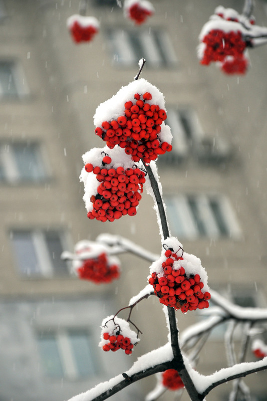 Фотографія Червоне у білій рамочці.... / Задорожный Александр / photographers.ua