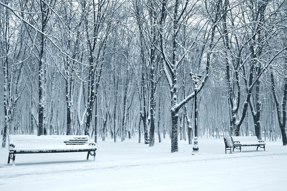 Фотографія Снег... любитель контраста... / Задорожный Александр / photographers.ua