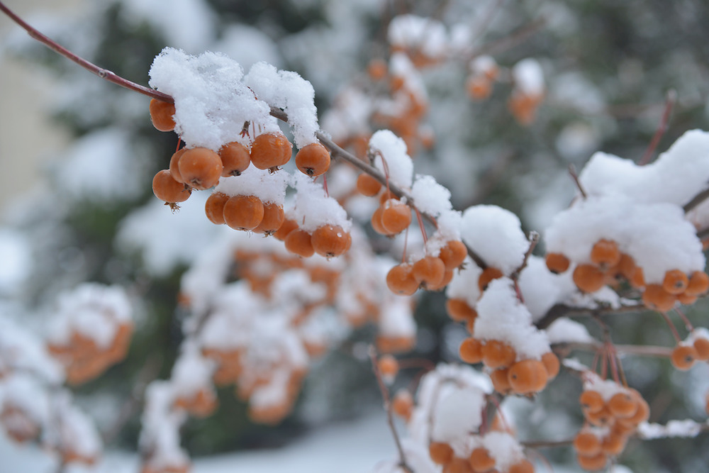 Фотографія Зимние яблочки... / Задорожный Александр / photographers.ua