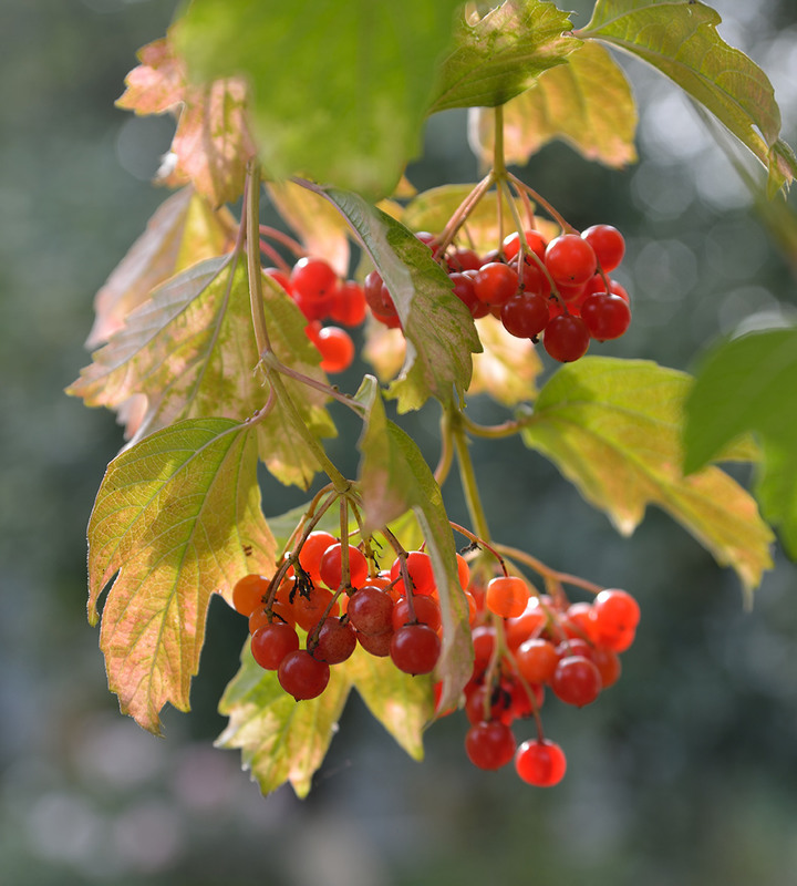 Фотографія Под осенним солнышком:):):) / Задорожный Александр / photographers.ua