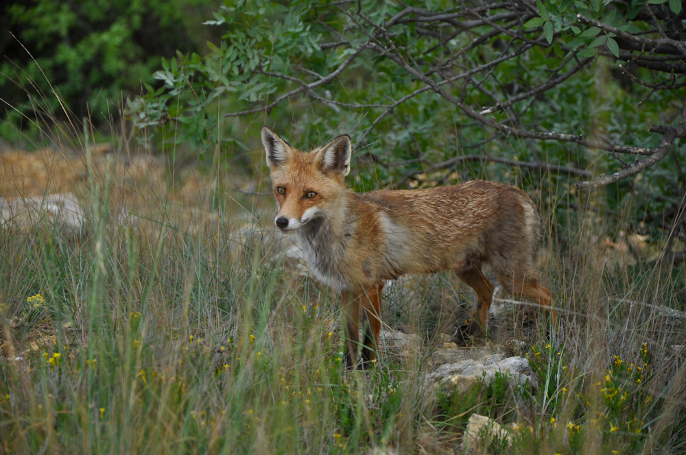 Фотографія Животные / Mad Pank / photographers.ua