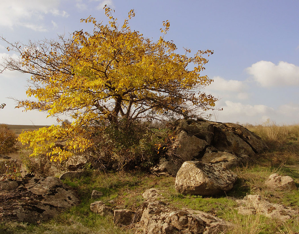 Фотографія И на камнях растут деревья. / Светлана Тульчинская / photographers.ua
