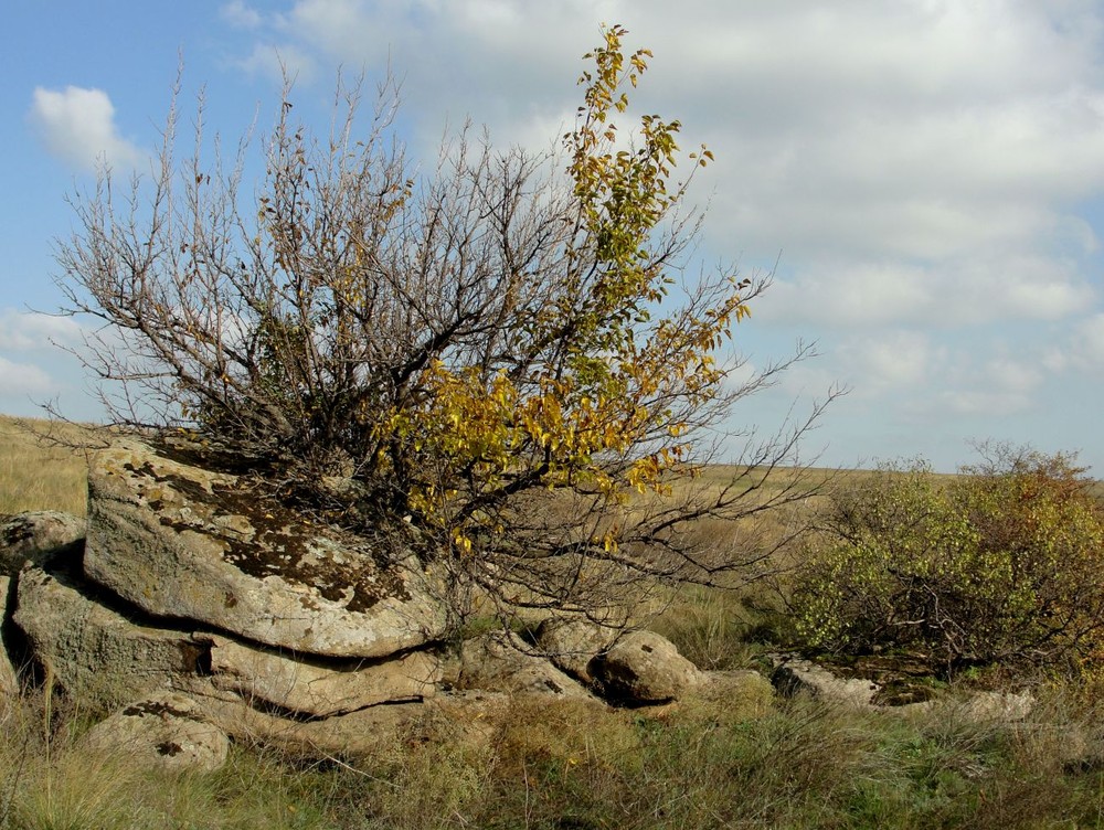 Фотографія И на камнях растут деревья 2. / Светлана Тульчинская / photographers.ua