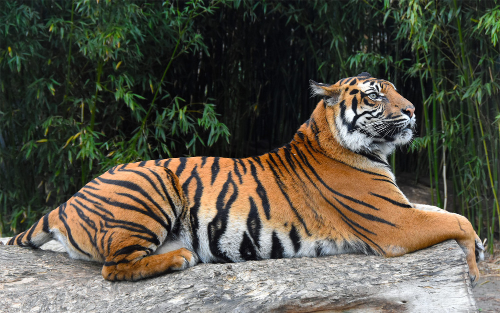 Фотографія Володар джунглів / The Rjuh / photographers.ua