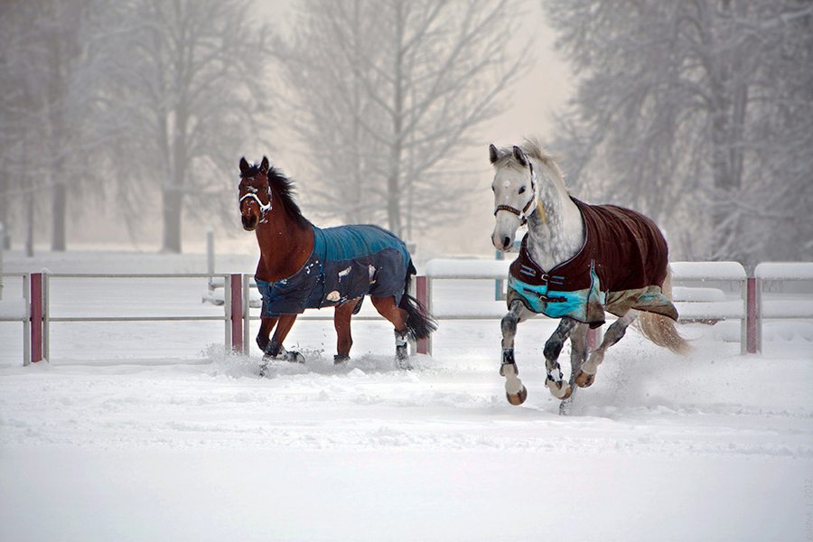 Фотографія two horsepower / Volodymir Gulchuk / photographers.ua