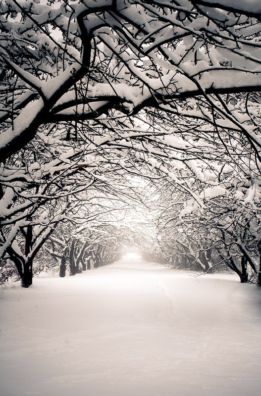 Фотографія path to unknown / Volodymir Gulchuk / photographers.ua