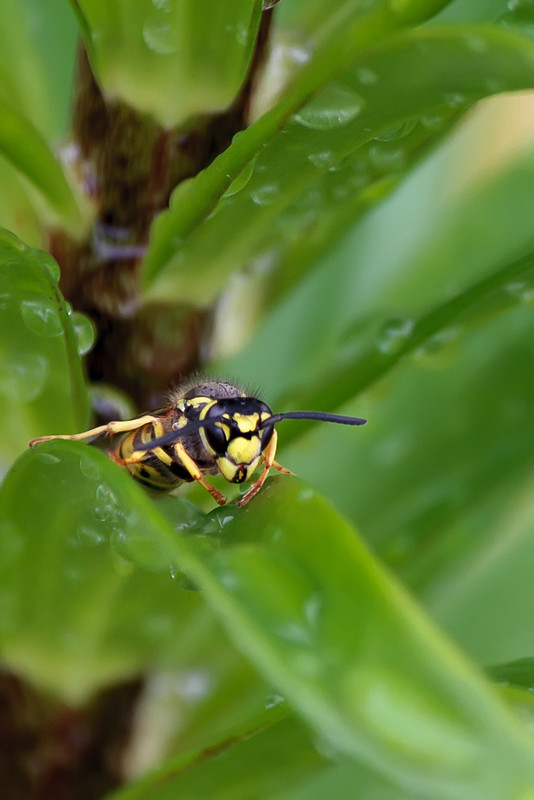 Фотографія wasp / Volodymir Gulchuk / photographers.ua