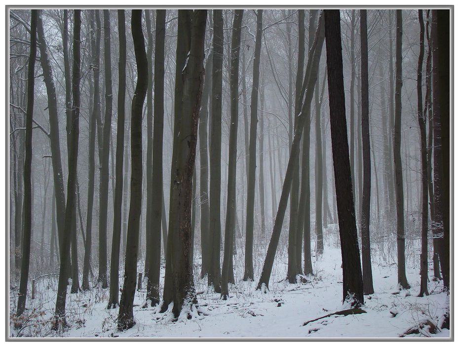 Фотографія В зимнем лесу... / Михаил Немировский / photographers.ua
