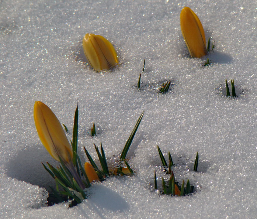 Фотографія Ну погоди, весна-а-а-а-а... / Михаил Немировский / photographers.ua