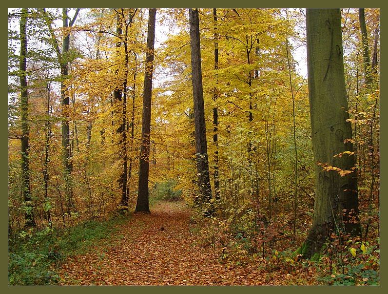 Фотографія Кроет уж лист золотой влажную землю в лесу... / Михаил Немировский / photographers.ua