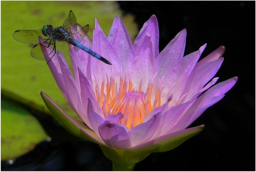 Фотографія Голубая стрекоза на лилии... / Михаил Немировский / photographers.ua