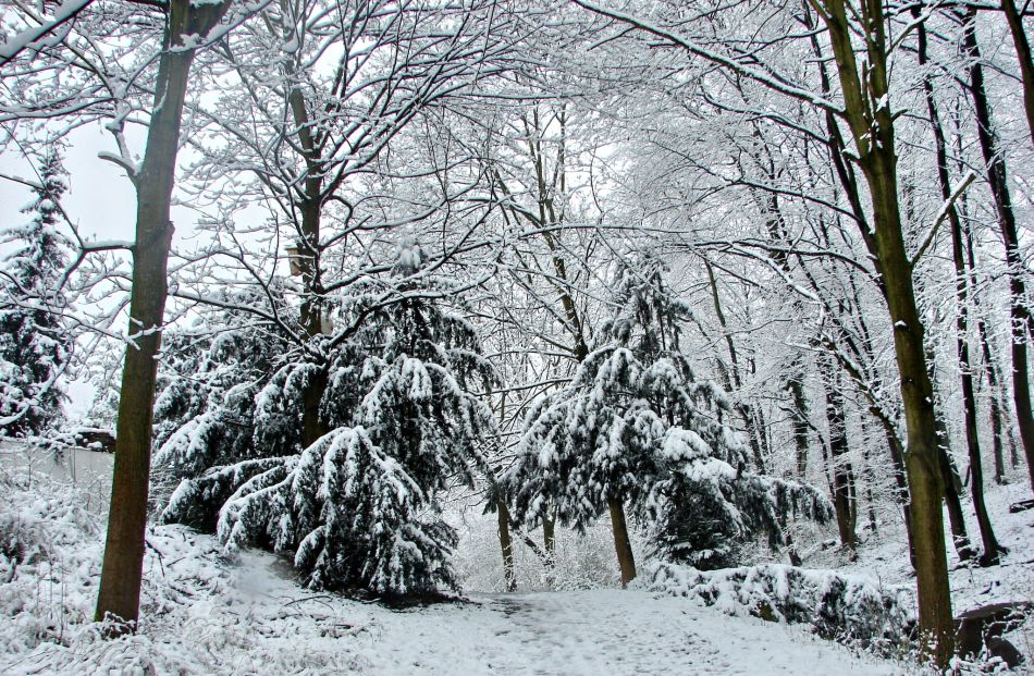 Фотографія Есть два лика у зимы... / Михаил Немировский / photographers.ua