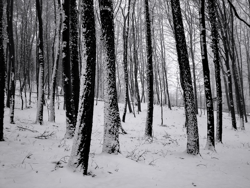 Фотографія Вьюга ночью снегом кружит... / Михаил Немировский / photographers.ua