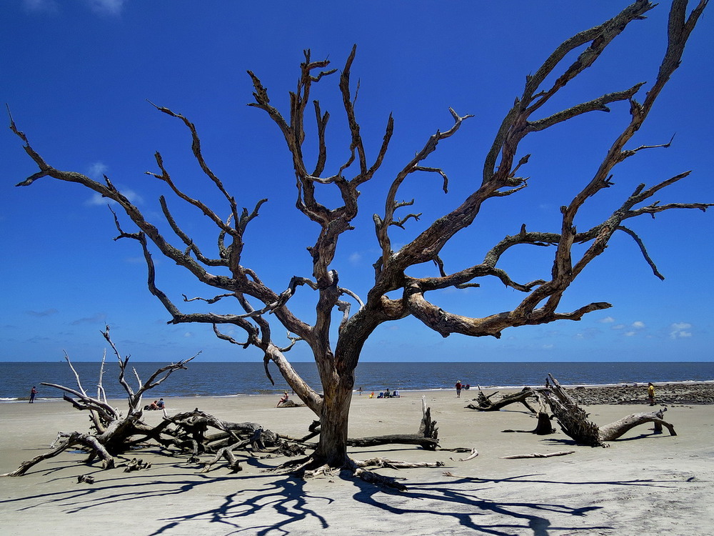 Фотографія Засохшие деревья на пляже Driftwood Beach, остров Jekyll Island, США / Михаил Немировский / photographers.ua