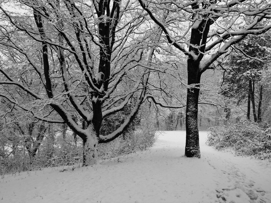 Фотографія Заметает зима, заметает... / Михаил Немировский / photographers.ua