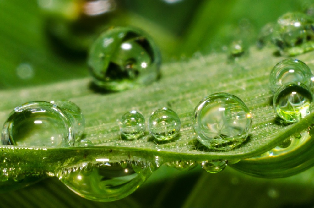 Фотографія Morning Dew / Sergey Pavlenko / photographers.ua