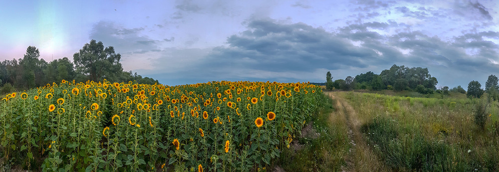 Фотографія Панорама с подсолнухами / Геннадий Клименко / photographers.ua