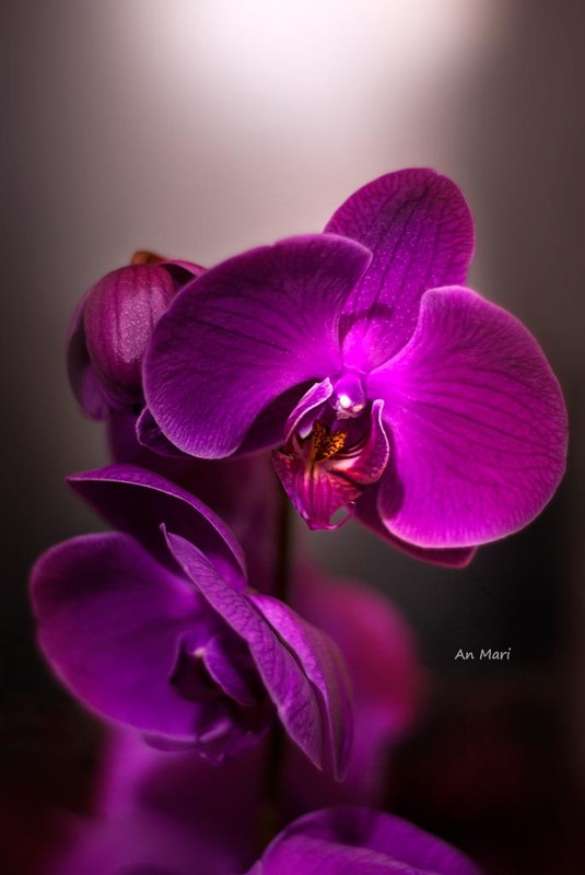 Фотографія Орхидея / Марина Онуфрієнко / photographers.ua