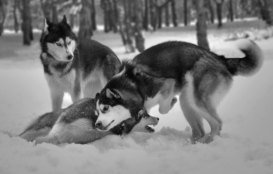 Фотографія хасковые игры на снегу / Andr-S2007 / photographers.ua