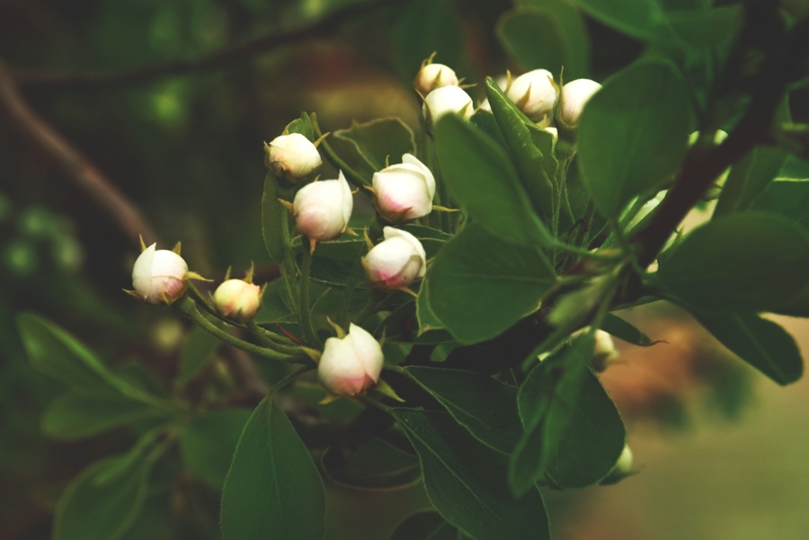 Фотографія Разное / Anastasiya Bocharova / photographers.ua