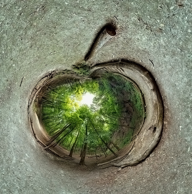 Фотографія И в яблоках растут деревья... / Сергей Орлик / photographers.ua